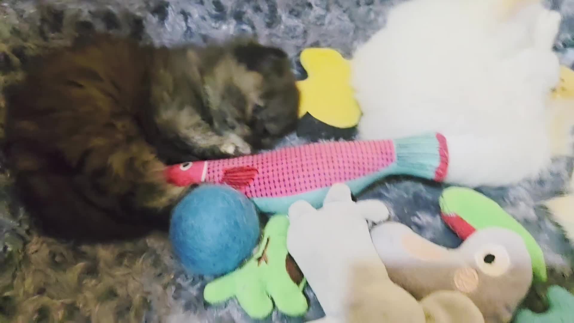 Persian cats for sale: Beautiful and Rare Purebred Persian Kittens - Video 2