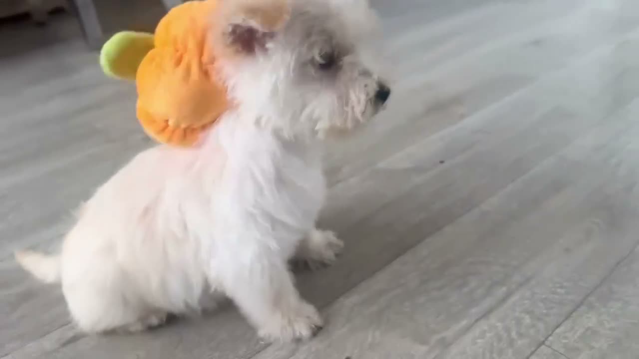 Westiepoo dogs for sale:  Gorgeous 10-Week-Old Westiepoo Boy  - Video 3