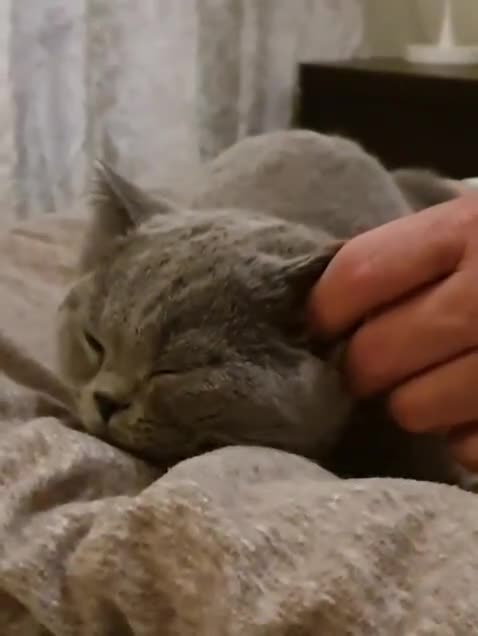 British Shorthair cats for sale: Gorgeous blue girl - rare opportunity - Video 1
