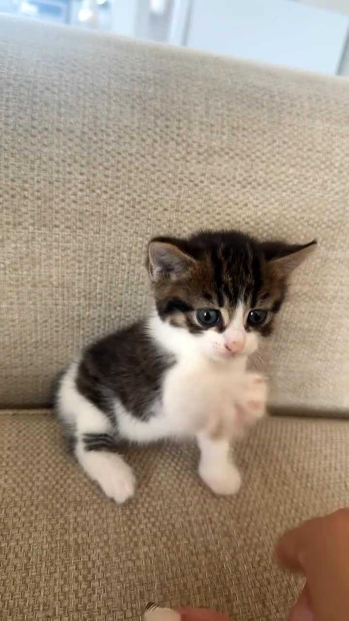 Mixed Breed cats for sale: 8 week old tabby kitten for sale in Northampton - Video 1