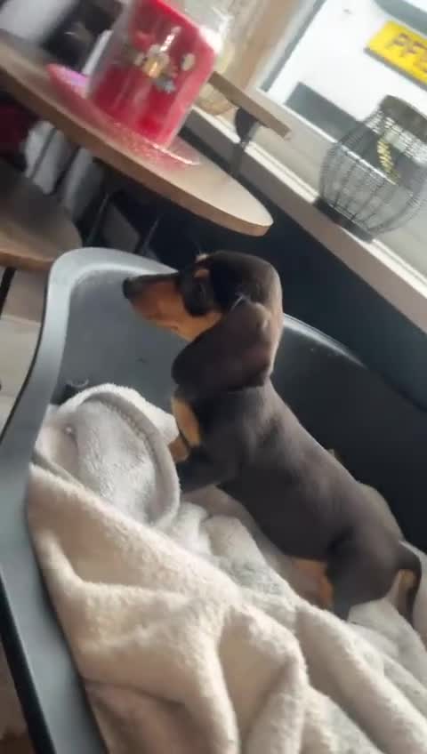 Dachshund dogs for sale: Miniature smooth haired pra clear - Video 1