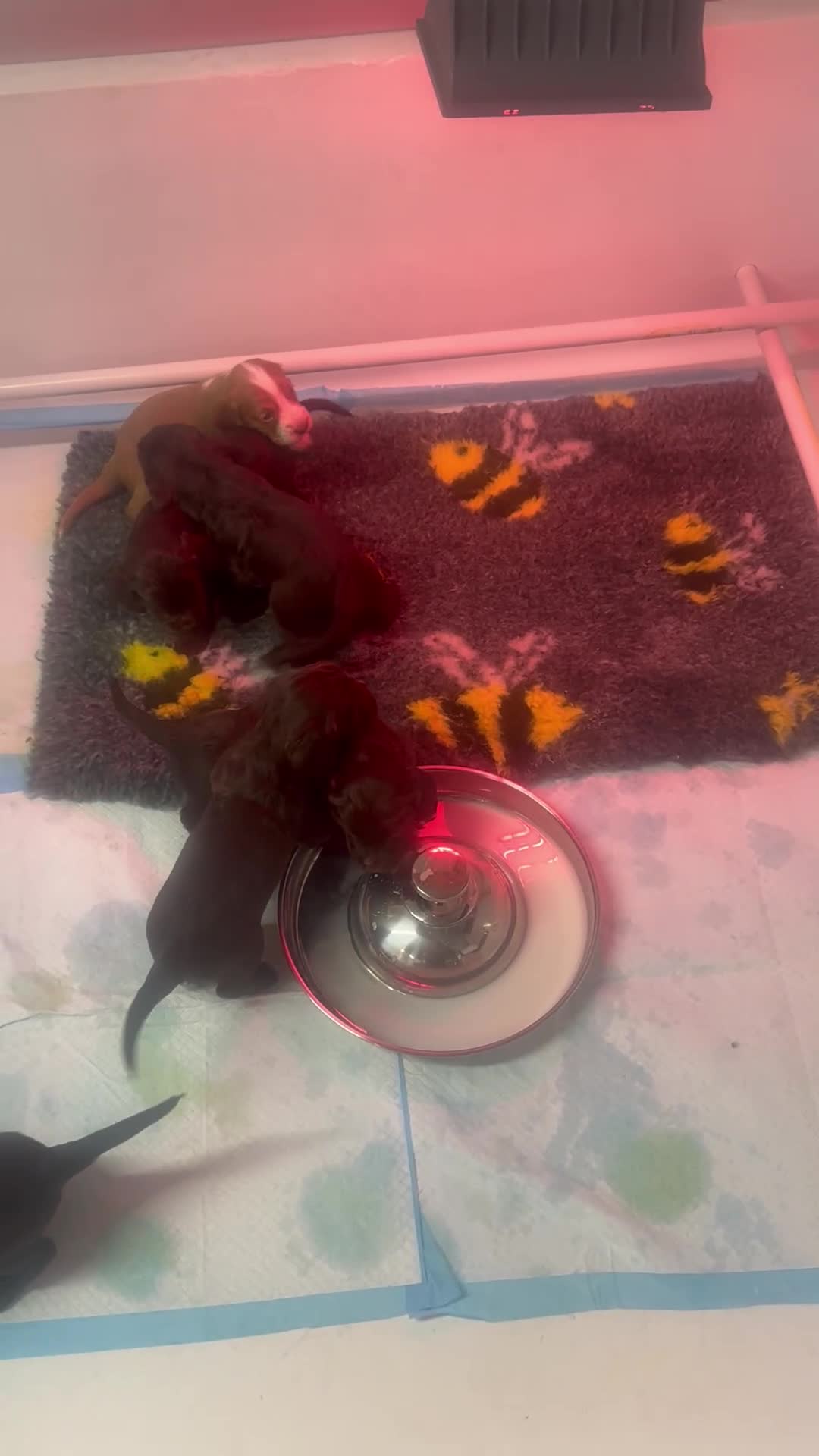 Cocker Spaniel dogs for sale: Working cocker spaniels - Video 2