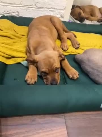 Mixed Breed dogs for sale: STAFFWEILERS LAST 2 GIRLS e Cream and d CARRIERS - Video 4