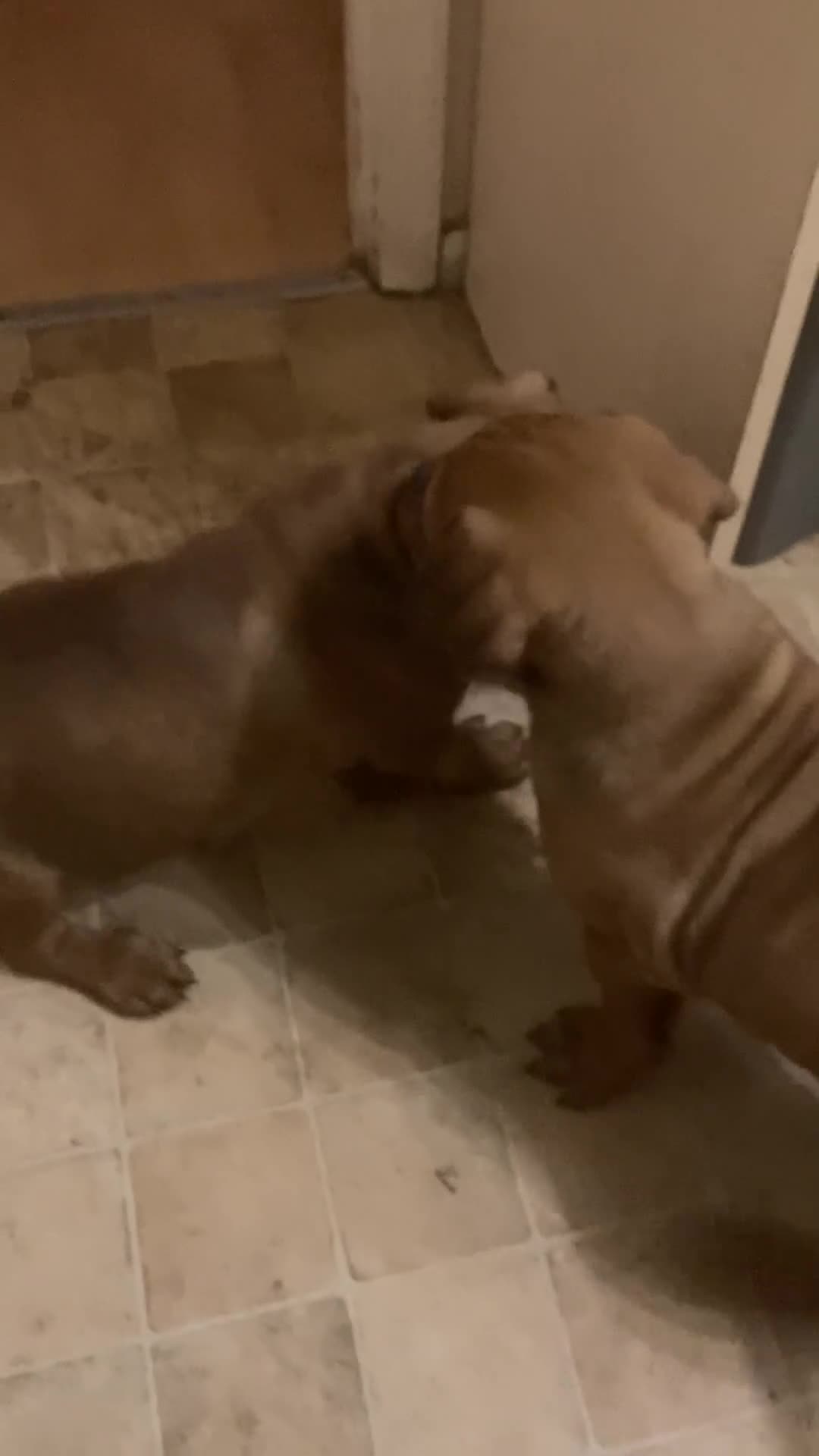 Mixed Breed dogs for sale: Rocco - Video 2