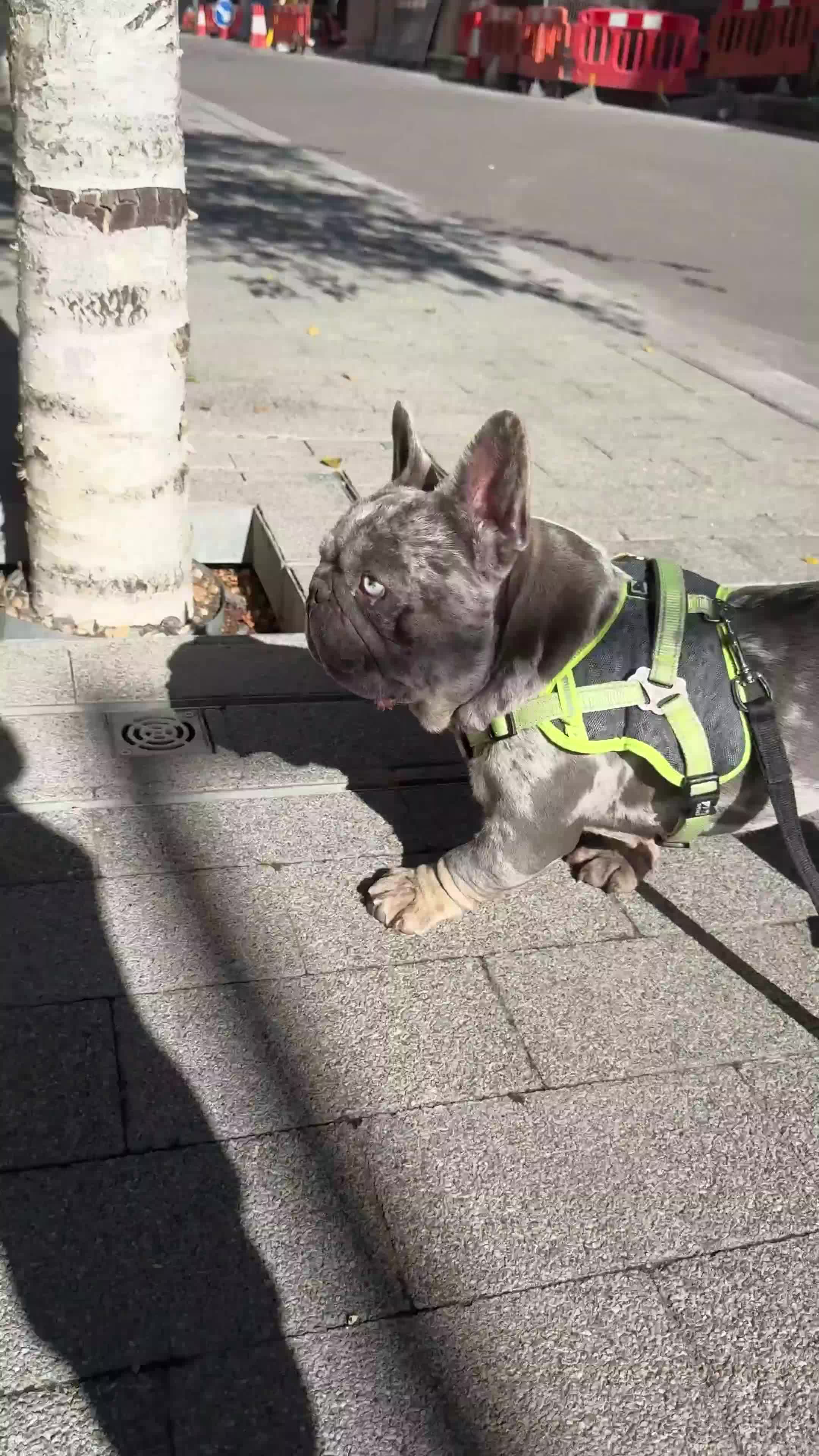 French Bulldog dogs for sale: 🩵 Cuddly Frenchie for Forever Home 🩵 - Video 3