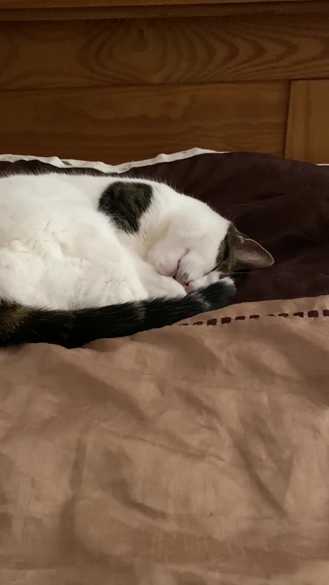 Mixed Breed cats for sale: Cat for sale/adoption - Video 1