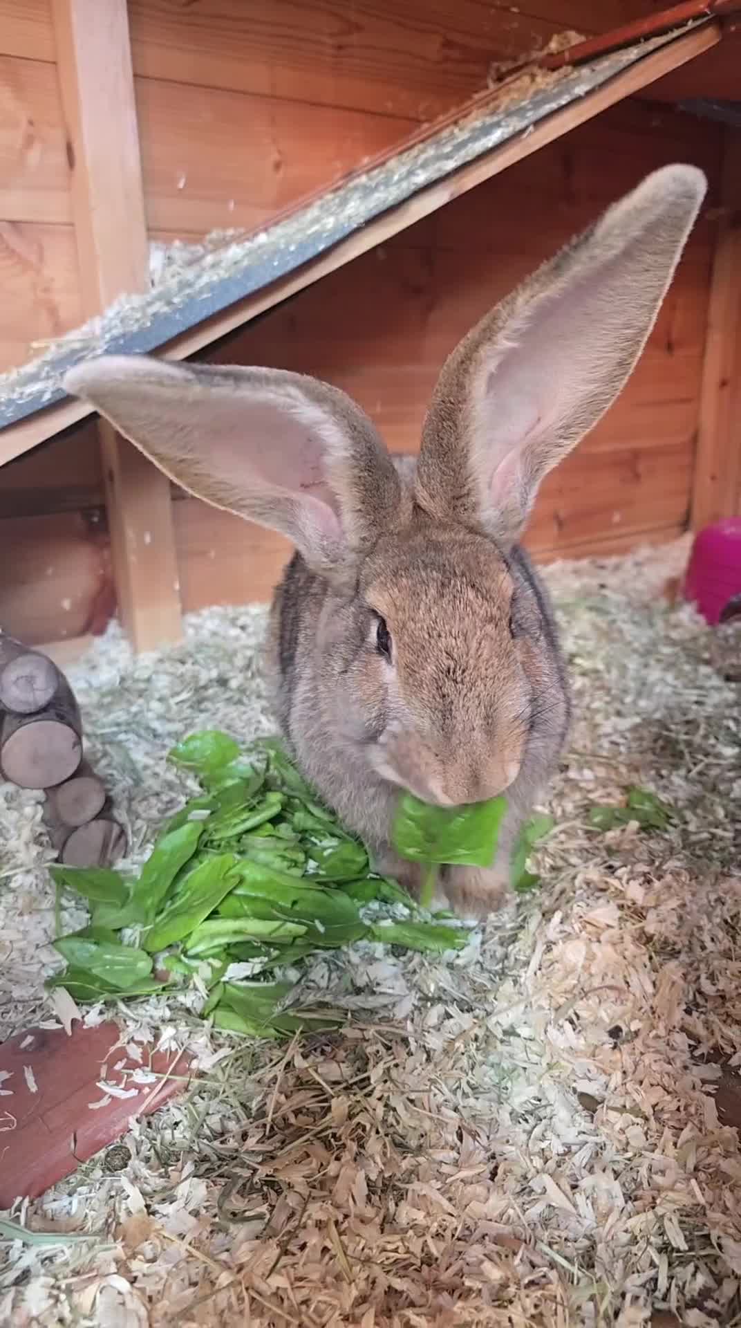 Continental Giant rabbits for sale: Male and female gaints  - Video 1