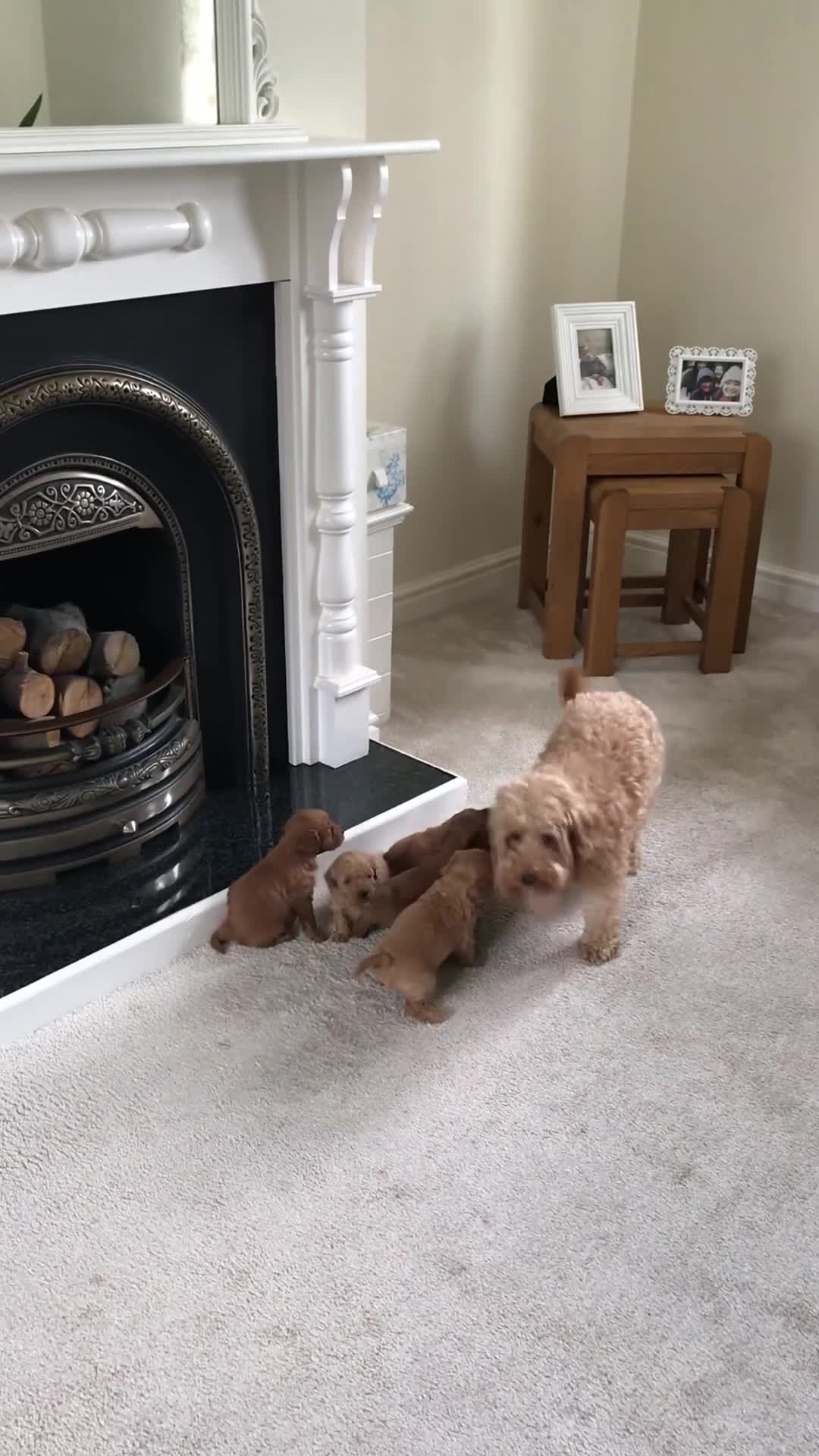 Cockapoo dogs for sale: Toy F1B cockapoo pups - Video 1