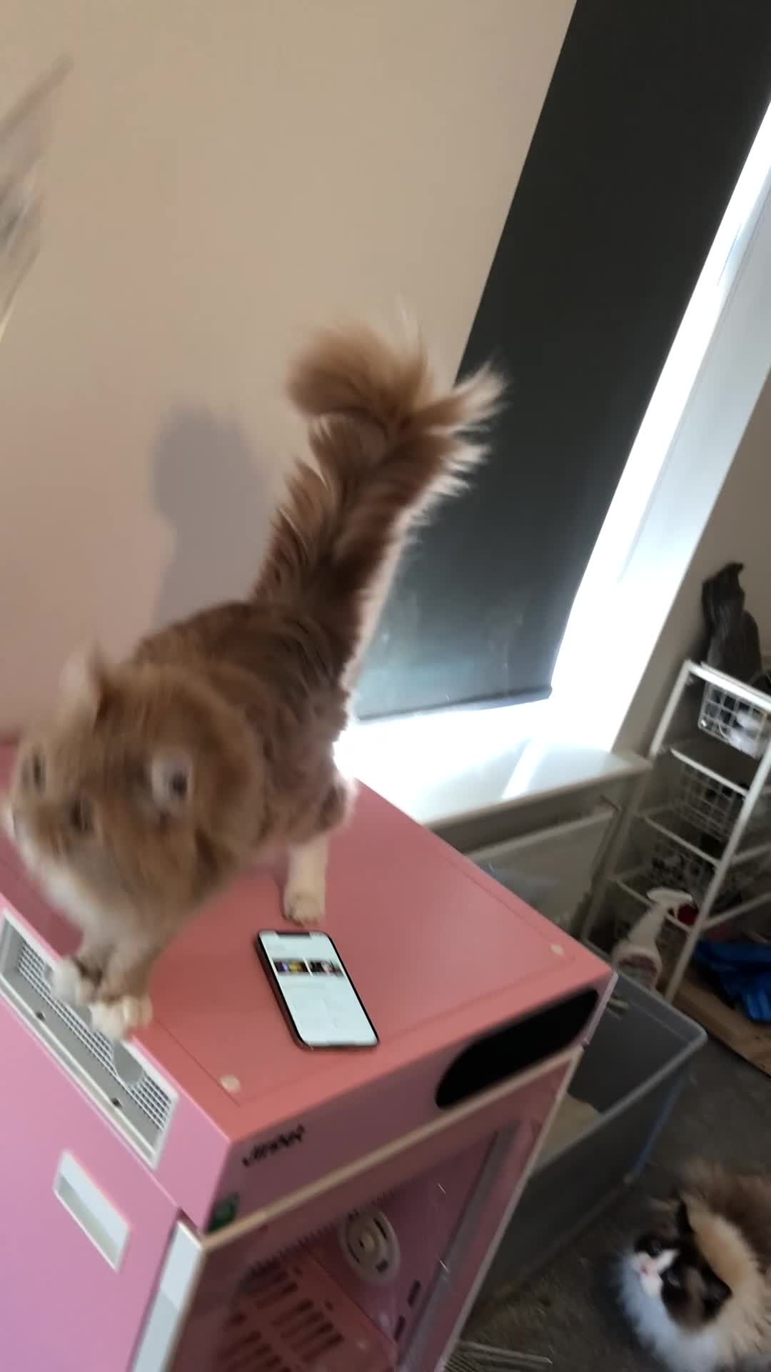 Maine Coon cats for sale: Ginger Maincoon Male for rehome - Video 2