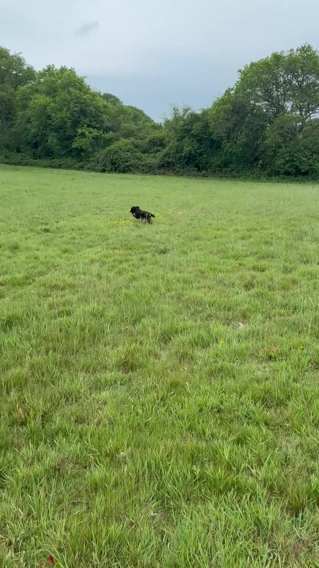 Cocker Spaniel dogs for sale: Six-month-old liver Cocker Spaniel  - Video 3