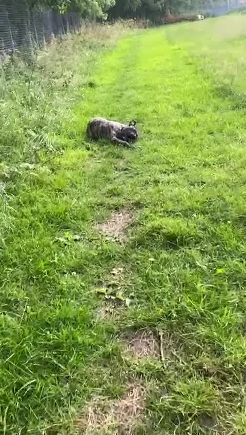 Mixed Breed dogs for adoption: Nile  - Video 1