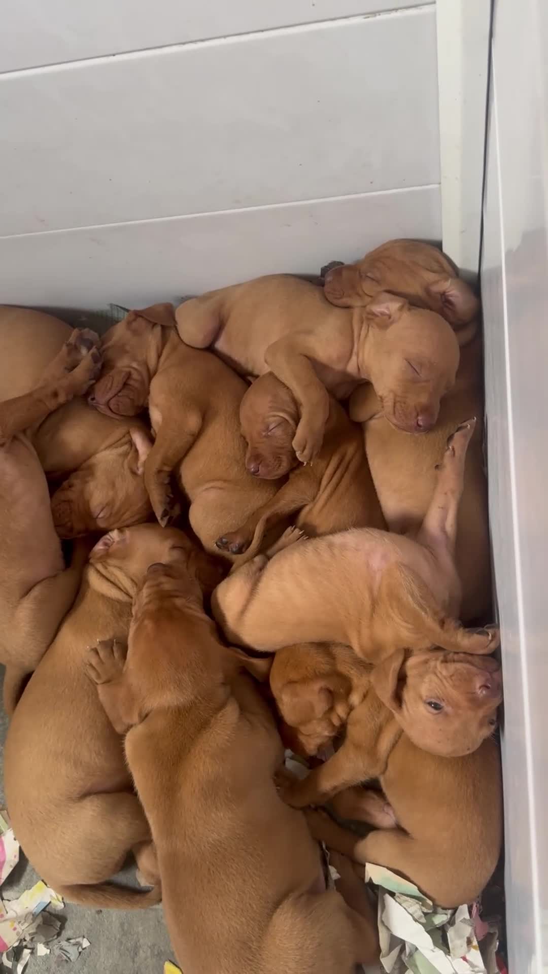 Hungarian Vizsla dogs for sale: KC Vizsla Puppies for Licensed breeder - Video 1