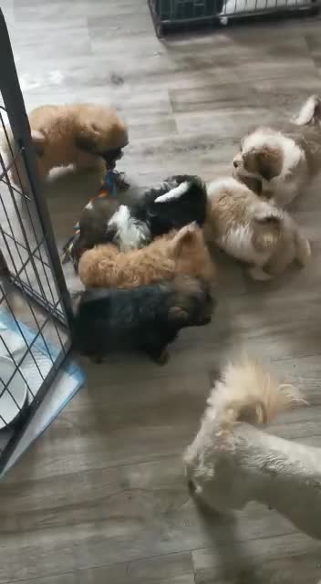 Shih Tzu dogs for stud: Gorgeous KC registered, Shih Tzu stud dog in Cullompton - Video 1