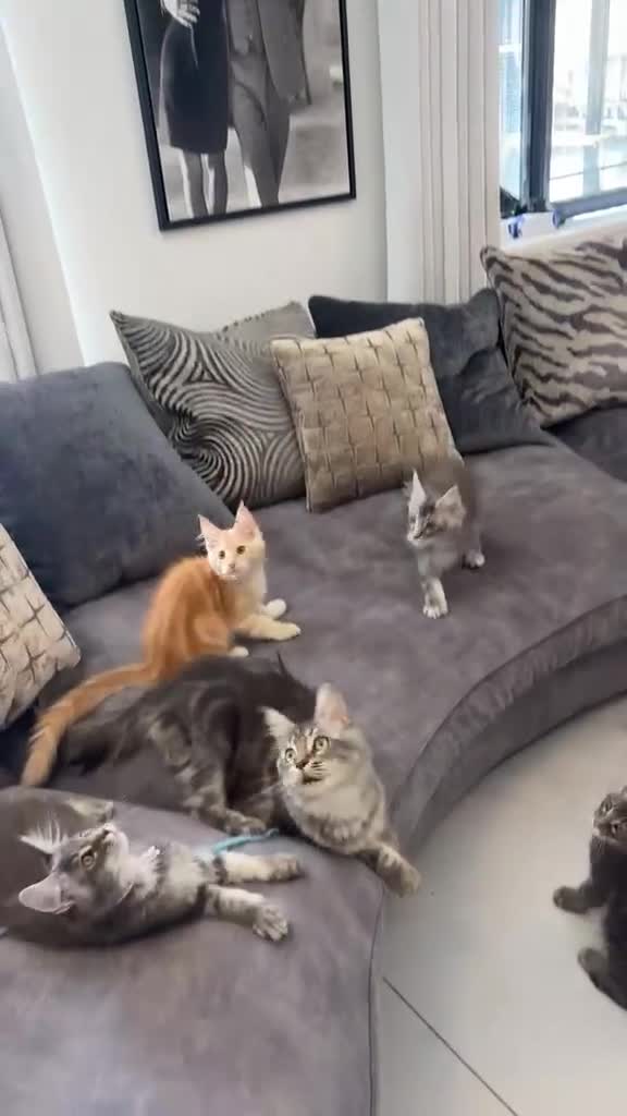 Maine Coon cats for sale: Stunning Maine Coon kittens  - Video 2