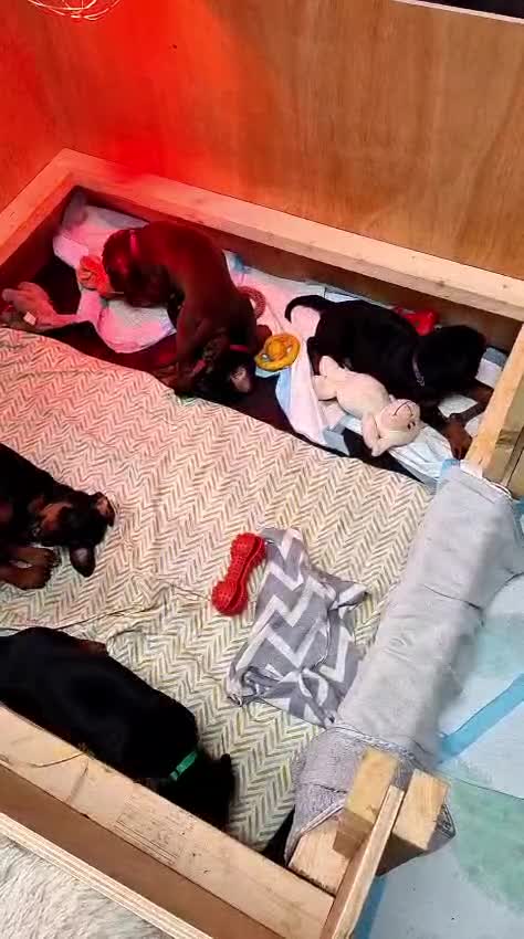 Dobermann dogs for sale: KC registered Dobermann puppies - Video 1