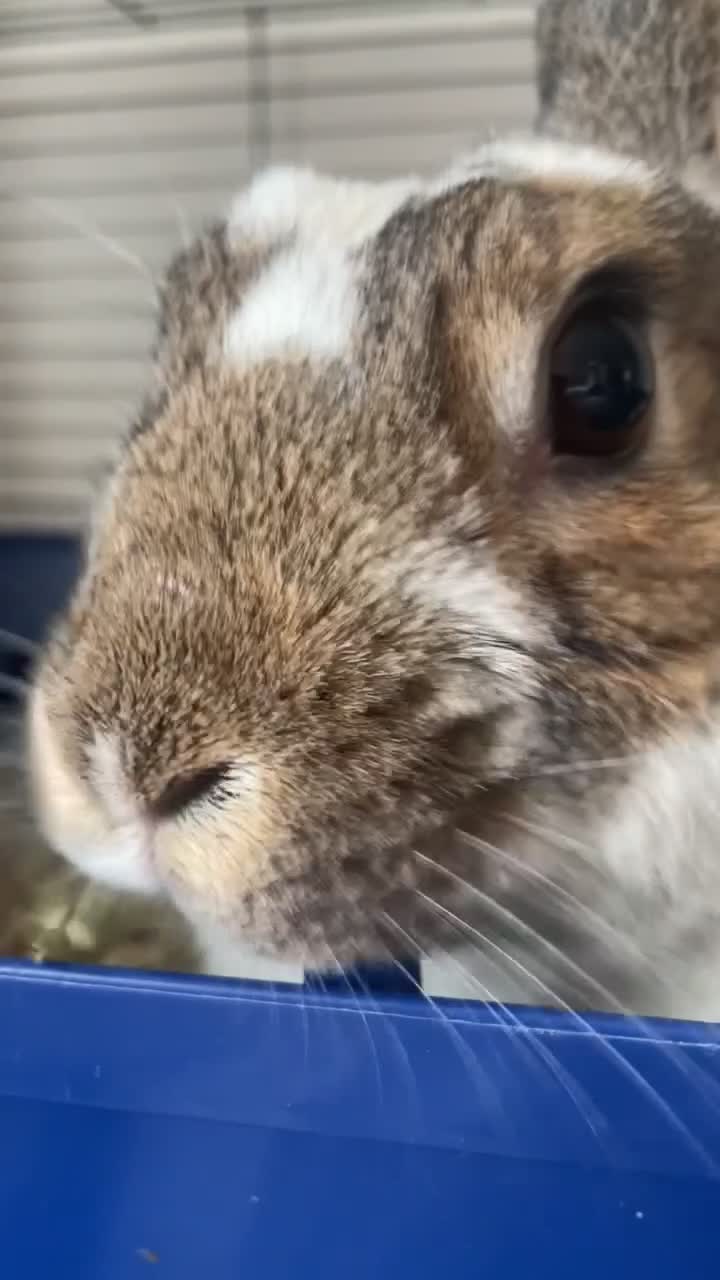 Mixed Breed rabbits for sale: Rabbit for Sale with Cage - Video 1