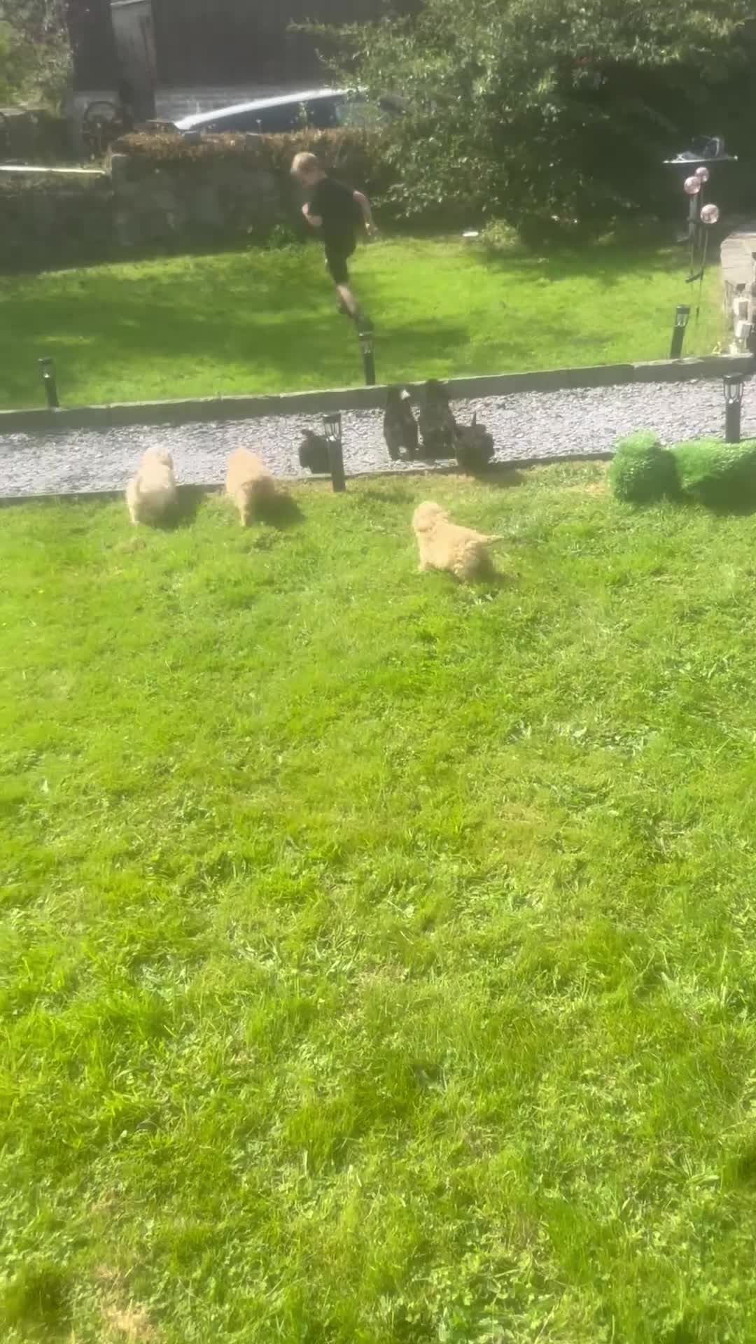 Cockapoo dogs for sale: Crazy Cockapoo puppies    - Video 2