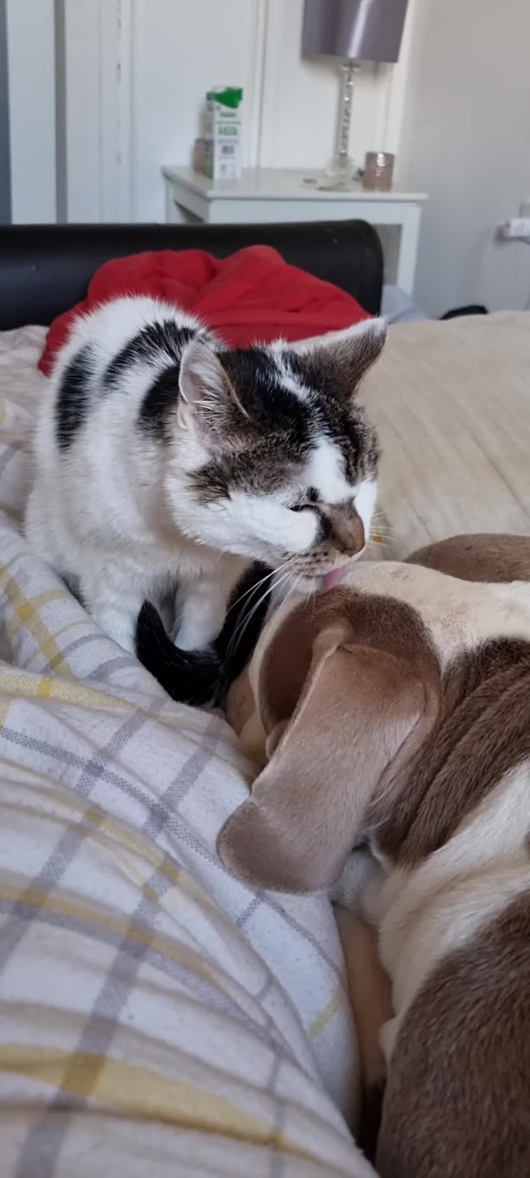 American Bulldog dogs for stud: 2 year old American Bulldog for stud - Video 2