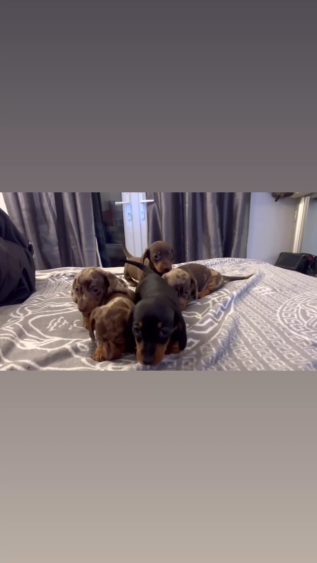 Miniature Dachshund dogs for sale: 5 stunning miniature dachshund puppies 🐾🏡 - Video 1