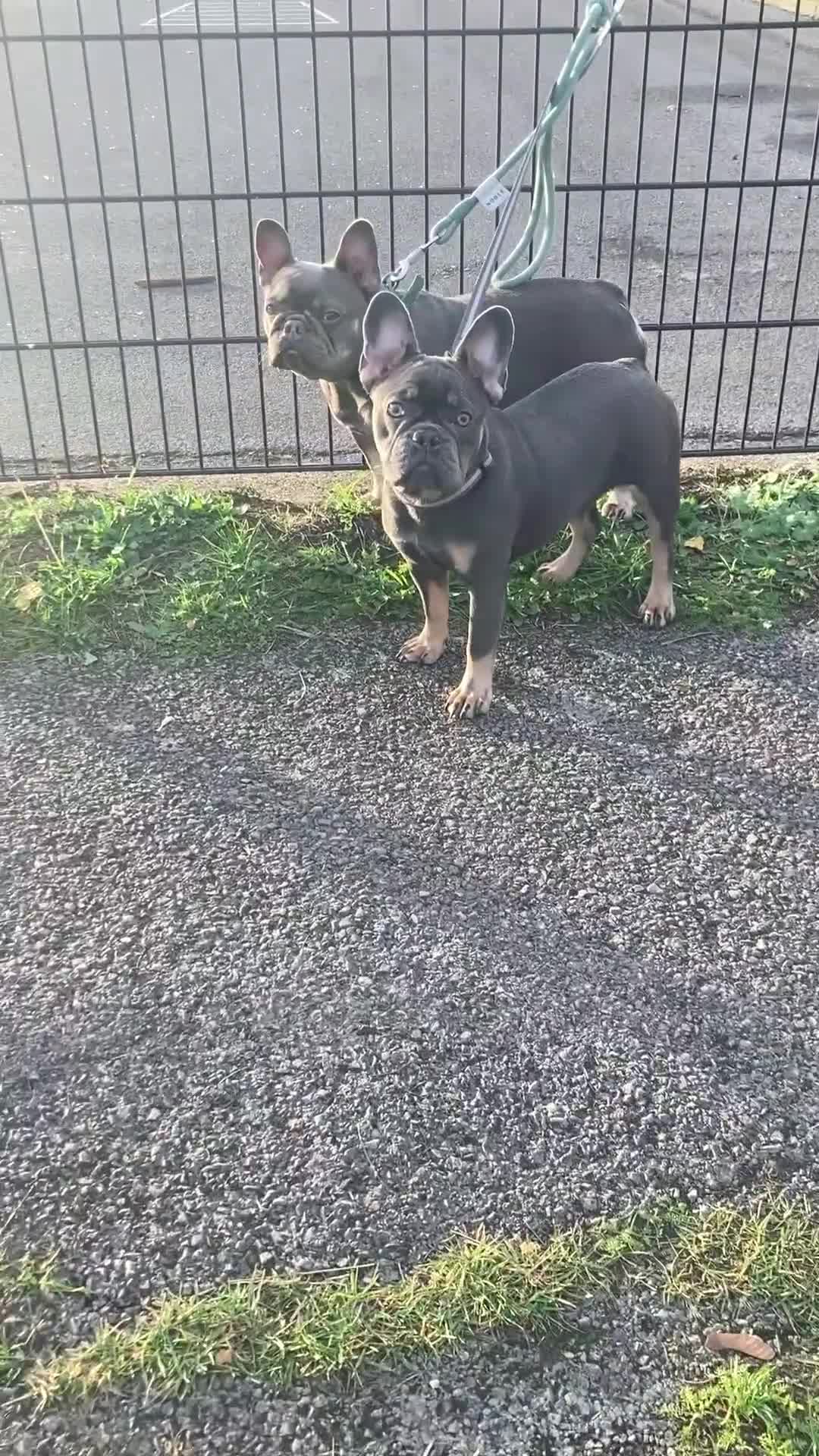 French Bulldog dogs for sale: French bull Dog (6months) - Video 1