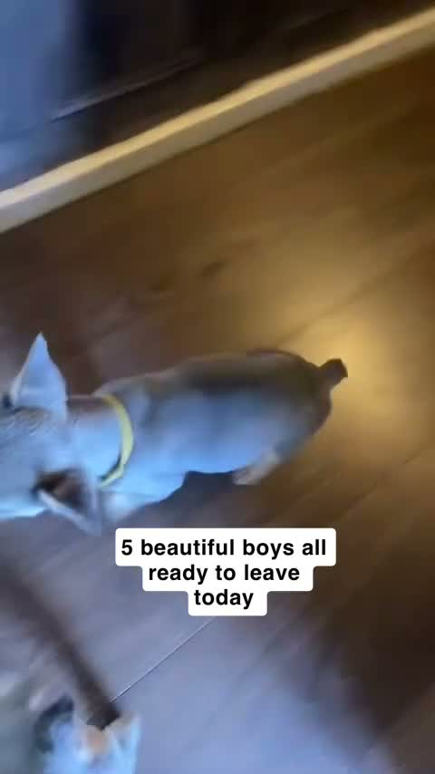 French Bulldog dogs for sale: 5 beautiful French bulldog boys - Video 1