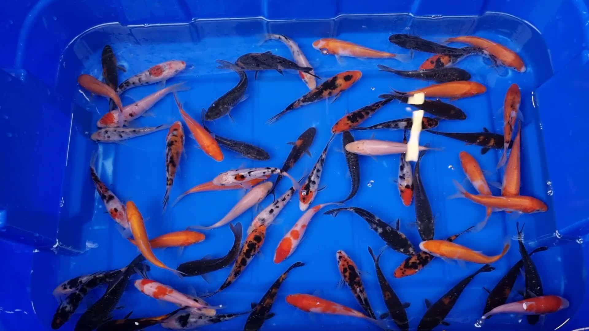 Koi Carp fish for sale: 4 to 5 inch Koi Carp mix pond fish in Chorley - Video 2