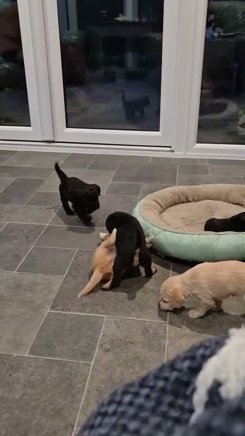 Jackapoo dogs for sale: Gorgeous Jackapoo Puppies in Boston - Video 1