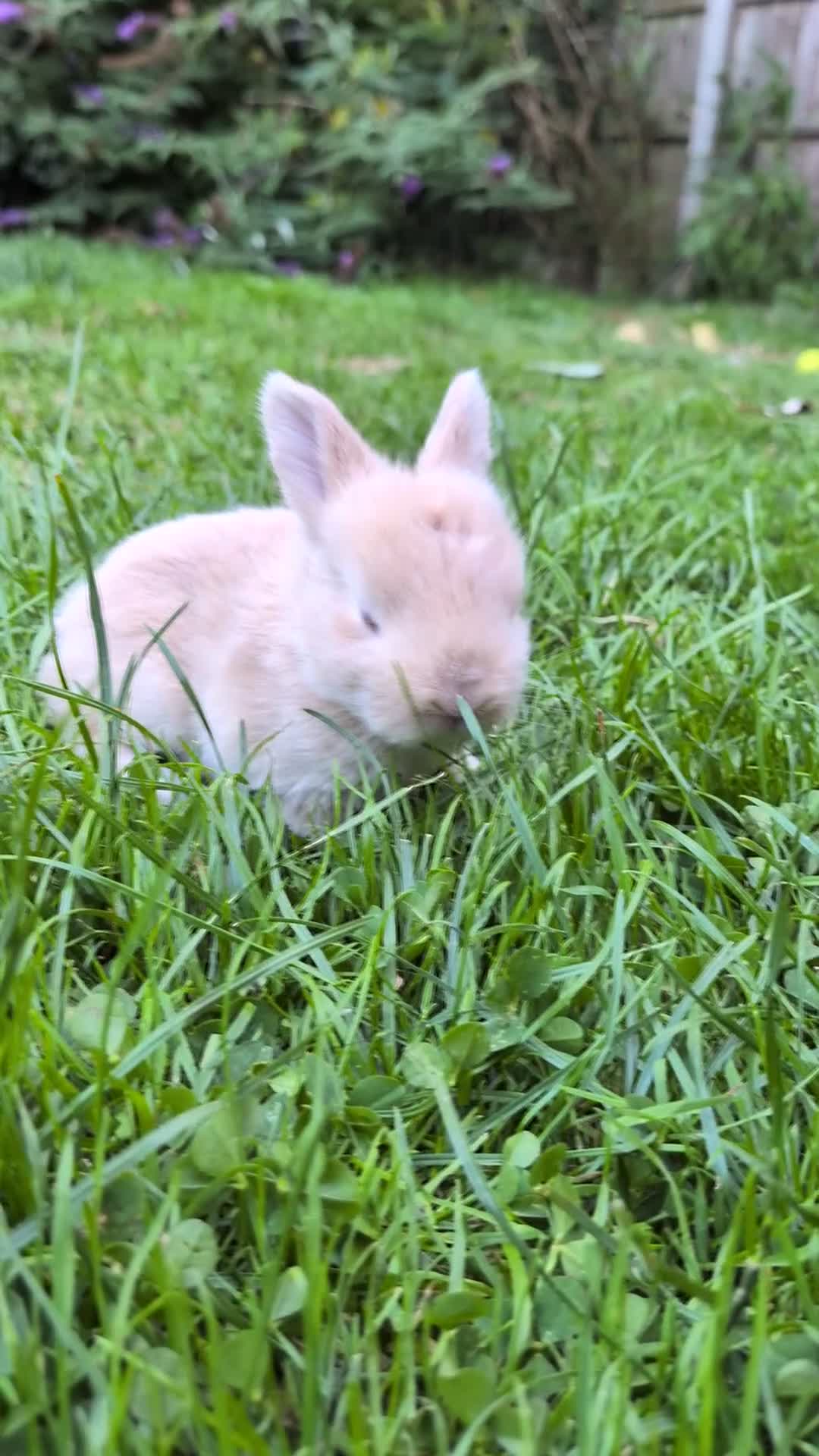 Mini Lop rabbits for sale: Beautiful friendly Mini Lops - Video 3