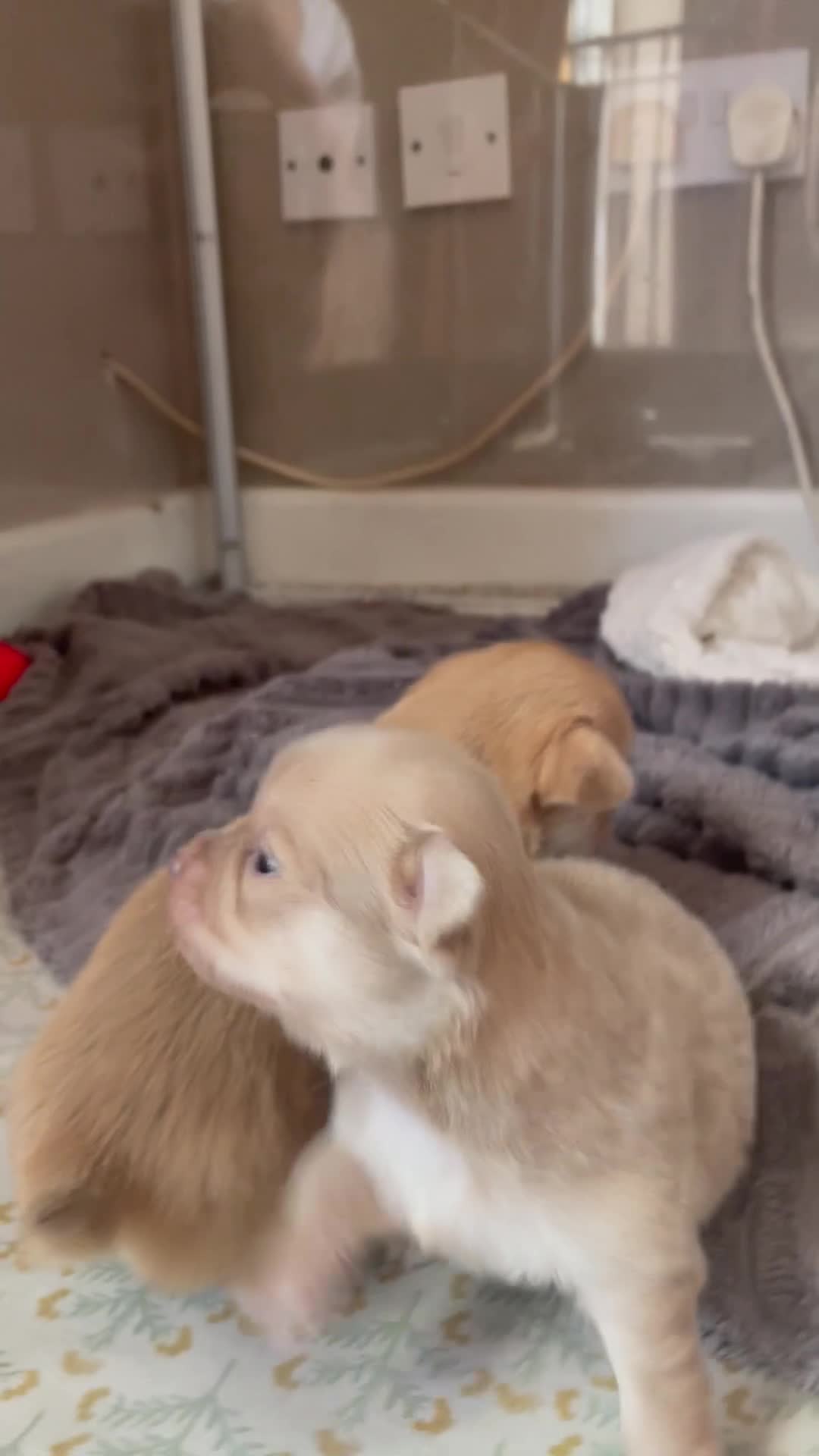Chihuahua dogs for sale: Pure bred tiny chihuahua puppies  - Video 4