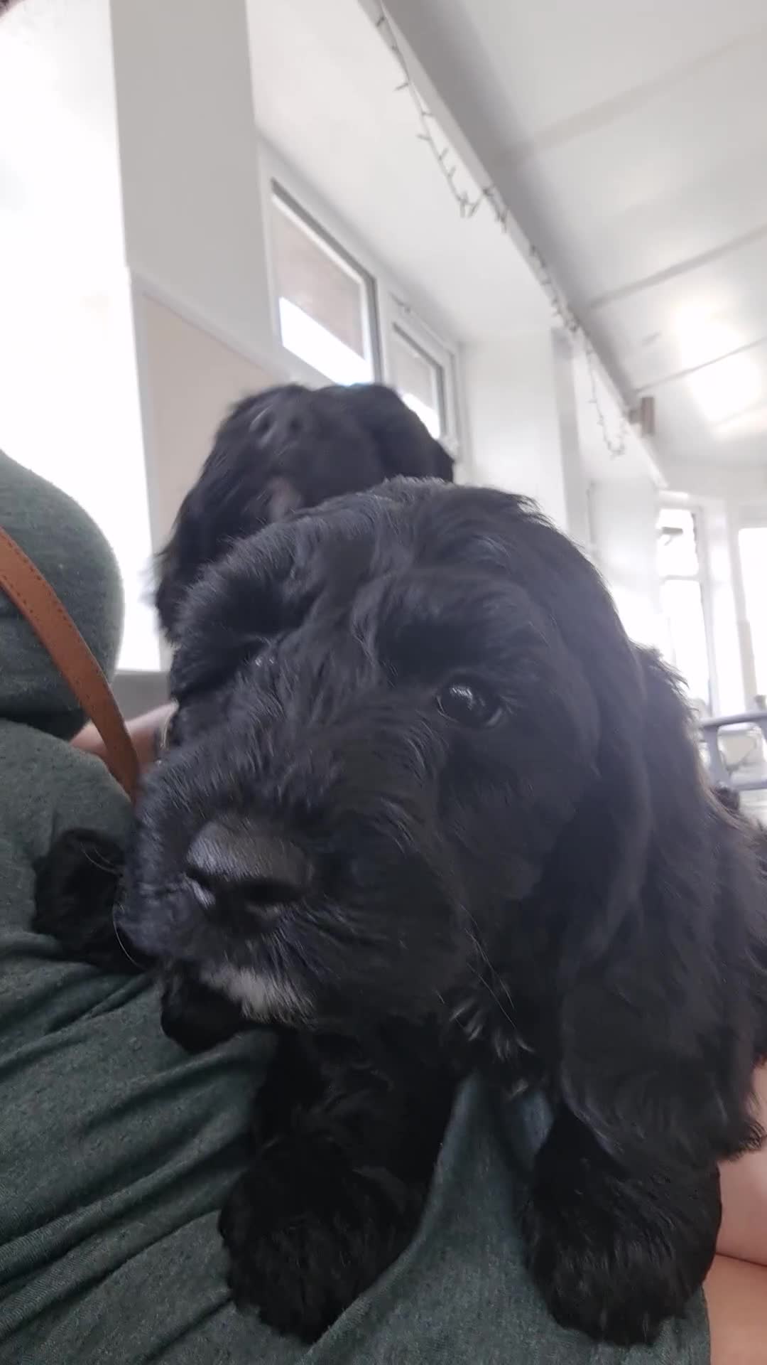 Cockapoo dogs for sale: F1 cockerpoos  - Video 1