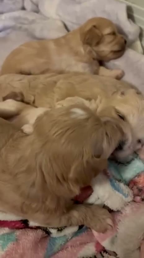 Maltipoo dogs for sale: Miss Chloe  - Video 2