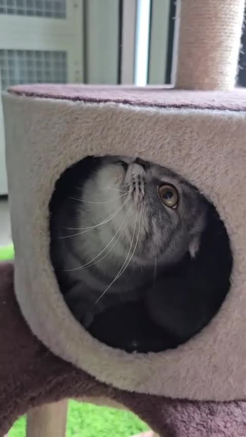 Scottish Fold cats for adoption: CHAO-HEALTHY HAPPY LAPCAT NEUTERED VACINATED - Video 2