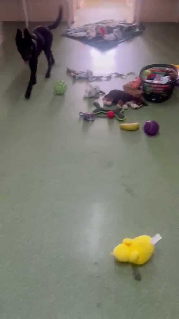 Belgian Shepherd Dog dogs for adoption: Mulan - Video 2