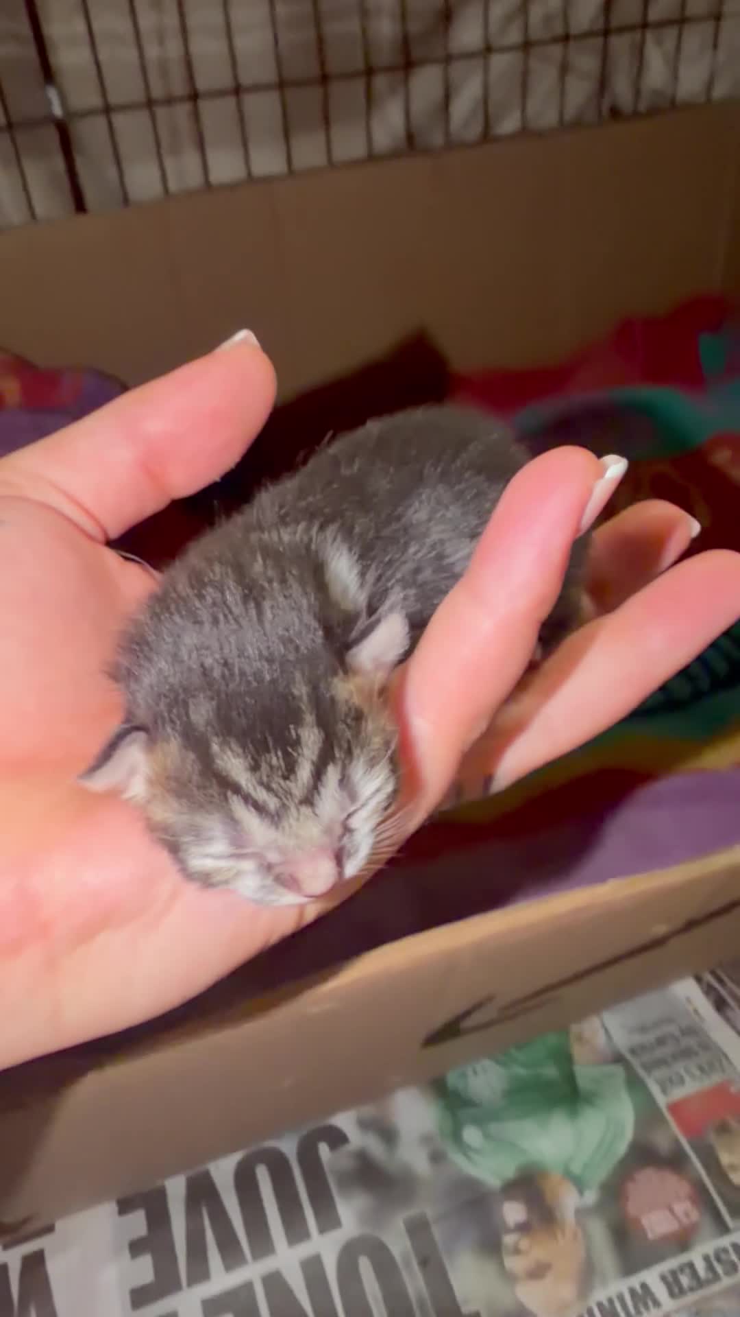 Ragdoll cats for sale: Ragdoll X Bombay in Stockbridge - Video 3