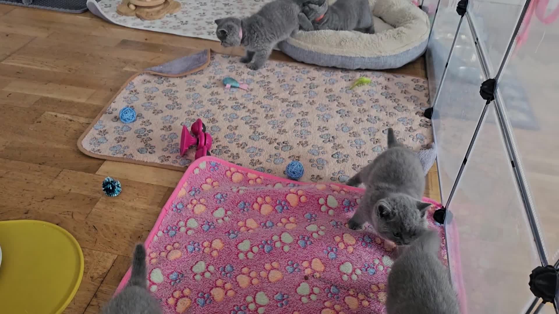 British Shorthair cats for sale: British Shorthair  - Video 3