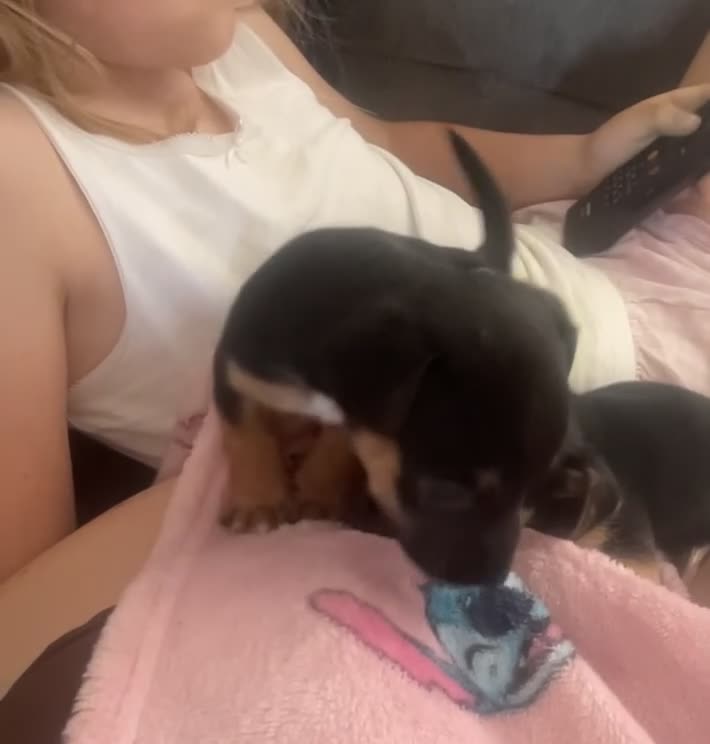 Jack Chi dogs for sale: Jack chi puppies - Video 5