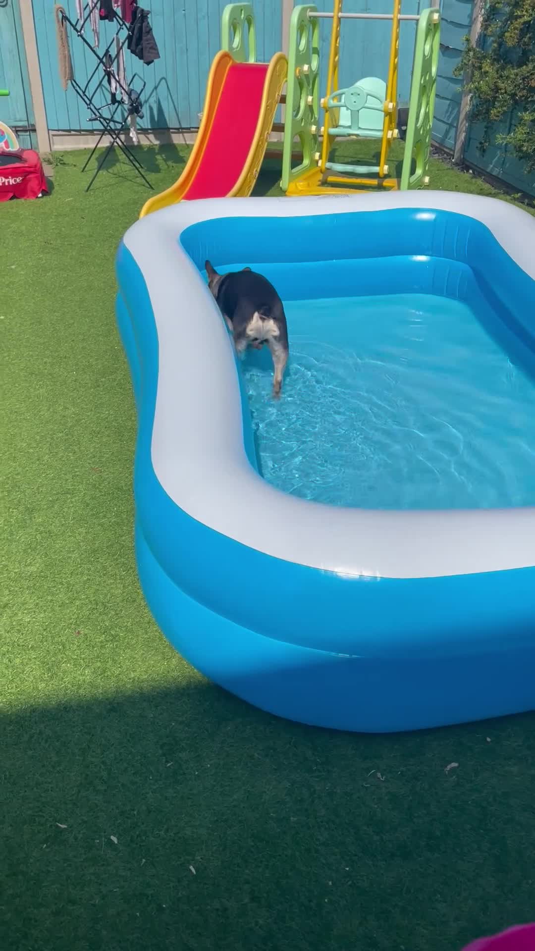 French Bulldog dogs for sale: 18 month old male black and brown French bulldog  - Video 2