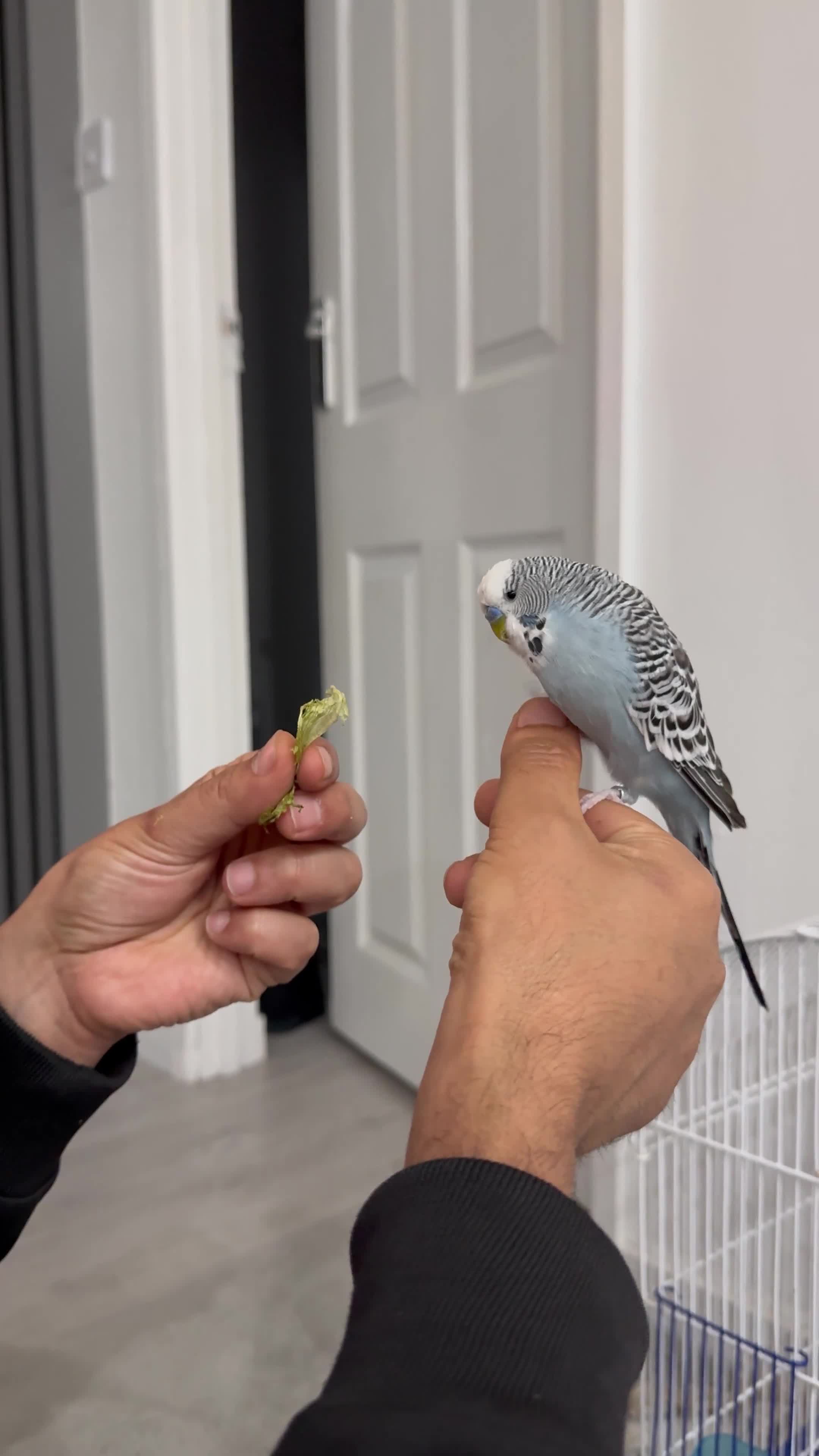 Budgerigars birds for sale: Budgie tamed and very interactive - Video 2