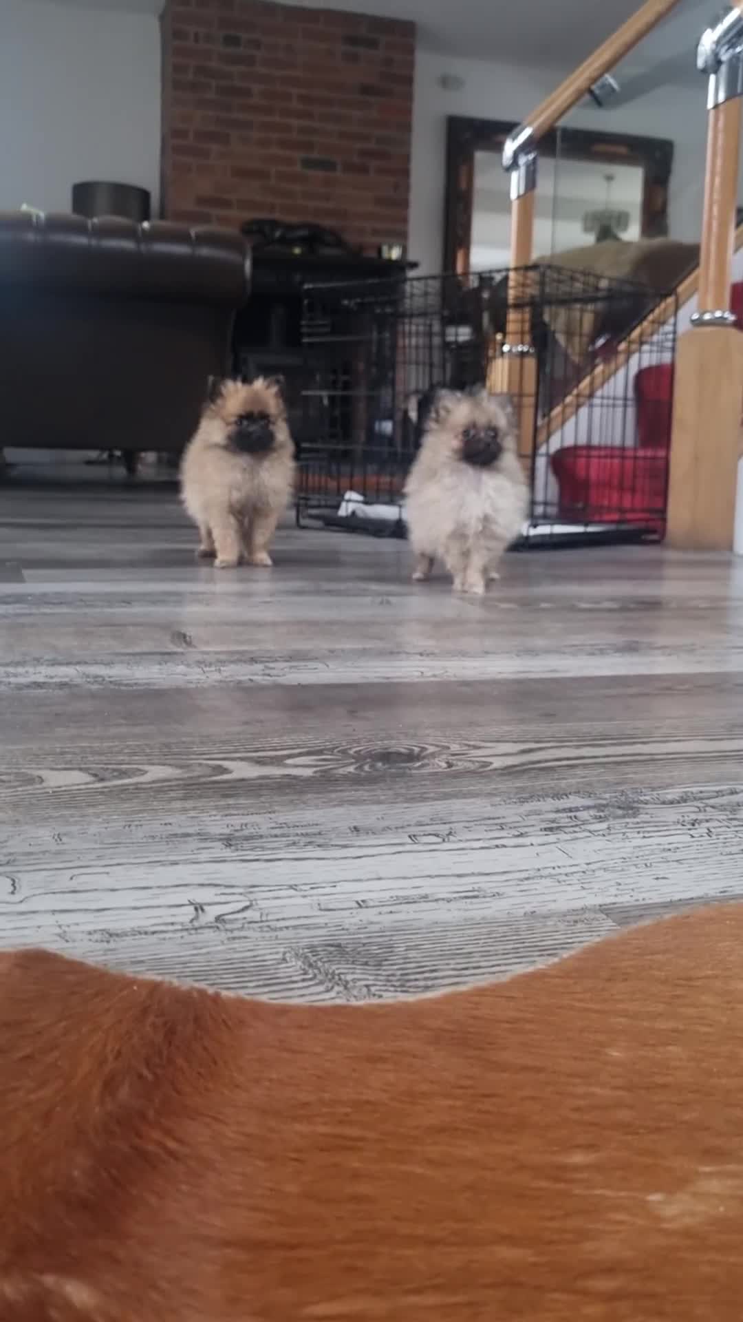 Pomeranian dogs for sale: ** Pomeraniums  - Video 4