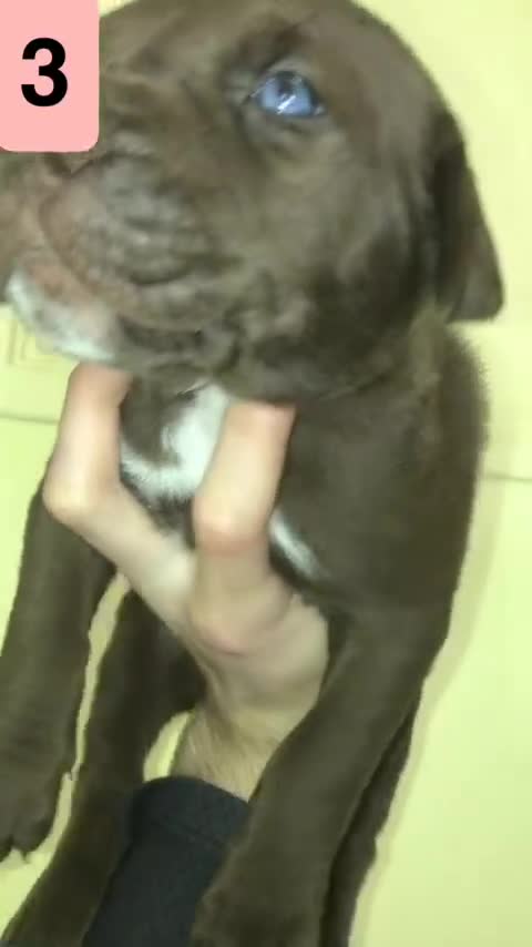 Bandog dogs for sale: BANDOG PUPPIES, TOP EUROPEAN WORKING BLOODLINES - Video 4