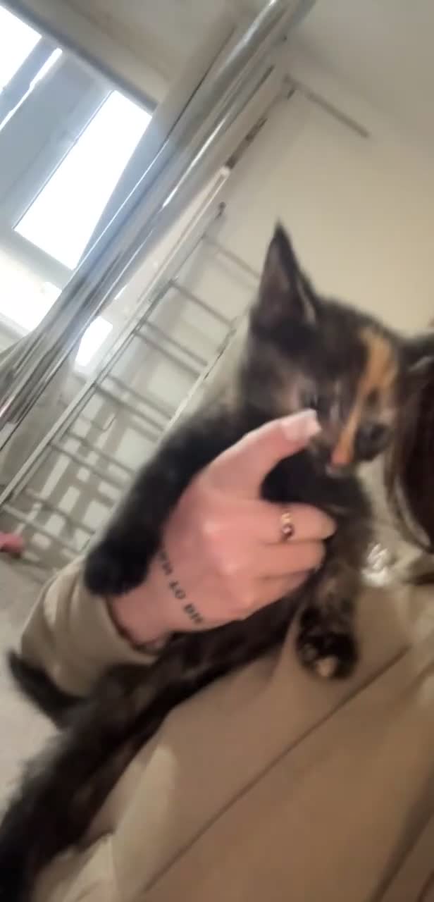 Domestic Shorthair cats for sale: Female kitten available  - Video 2
