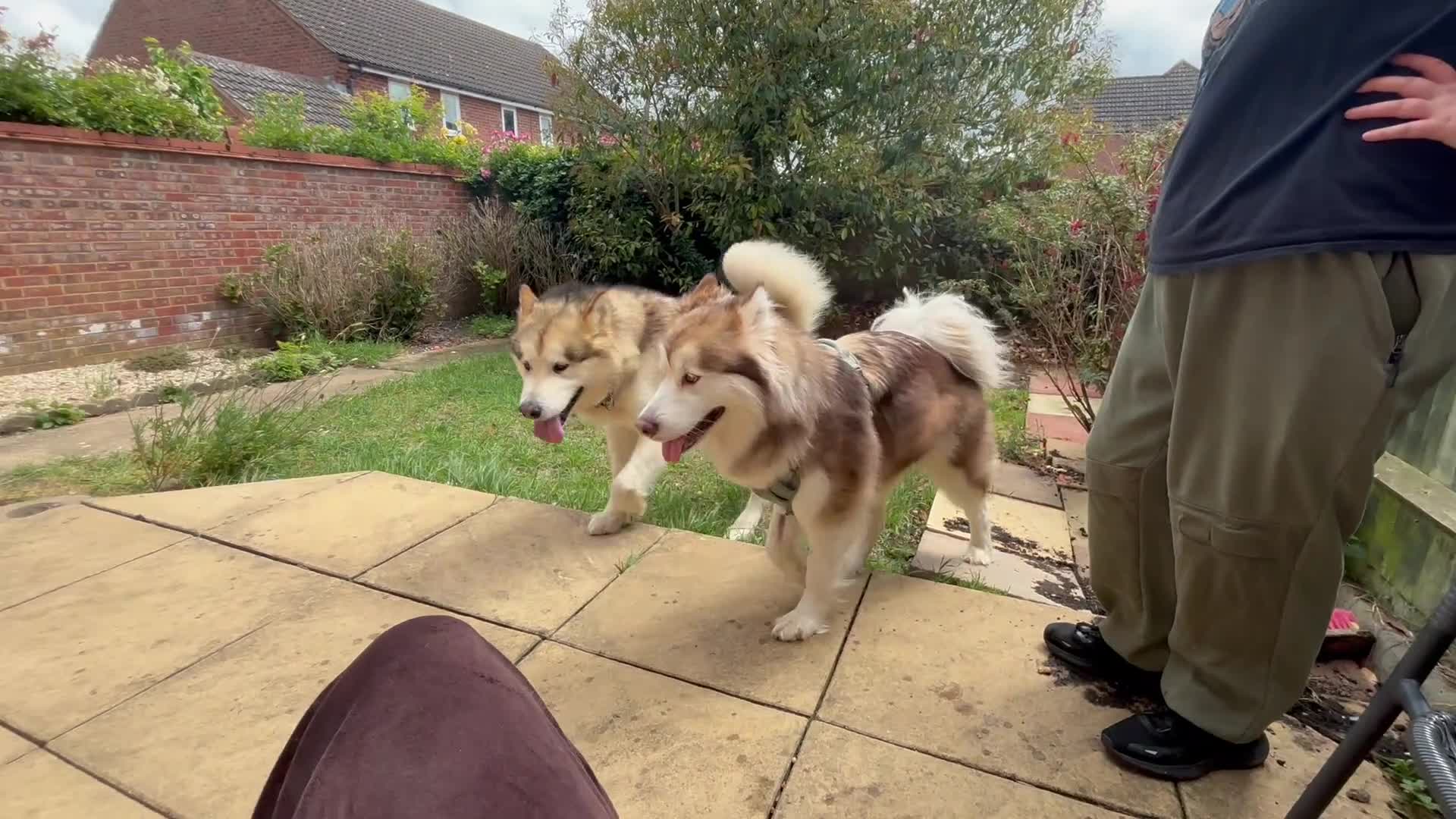 Alaskan Malamute dogs for sale: Litter due  in Tring - Video 1