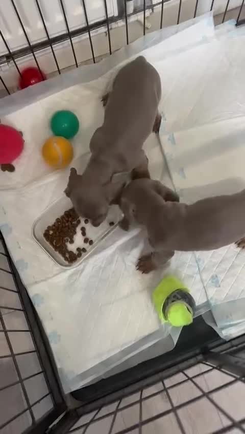 Dachshund dogs for sale: Beautiful miniature dachund puppies  - Video 1