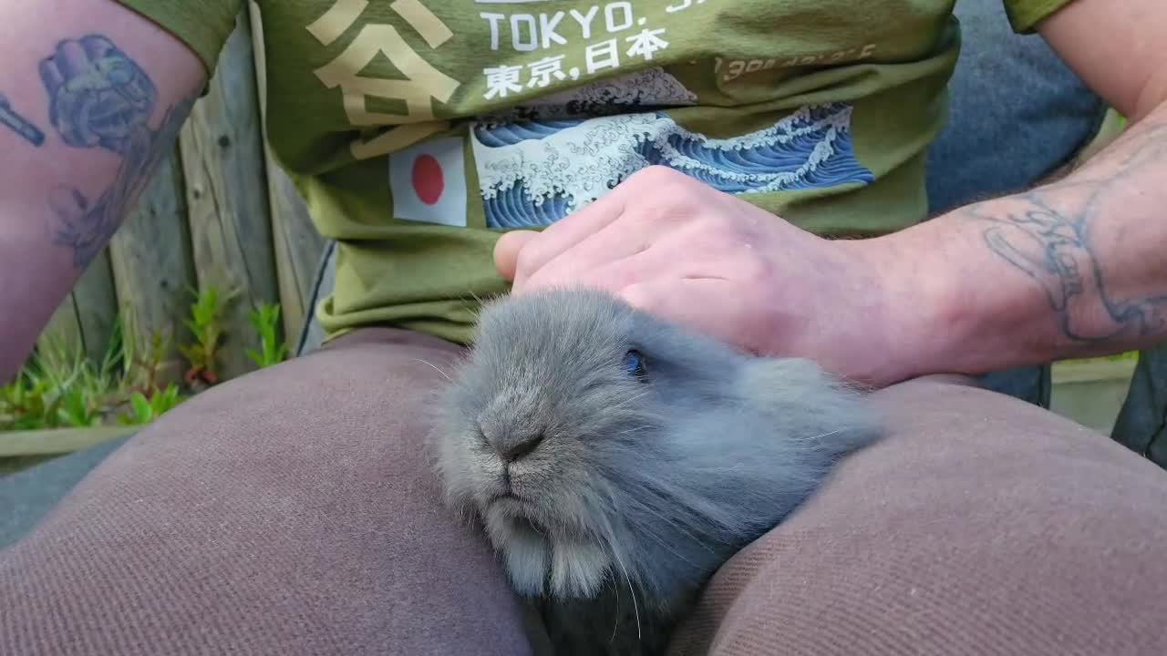 Mini Lion Lop rabbits for sale: Mini Lion Lop Male Ready To Leave Now - Video 1
