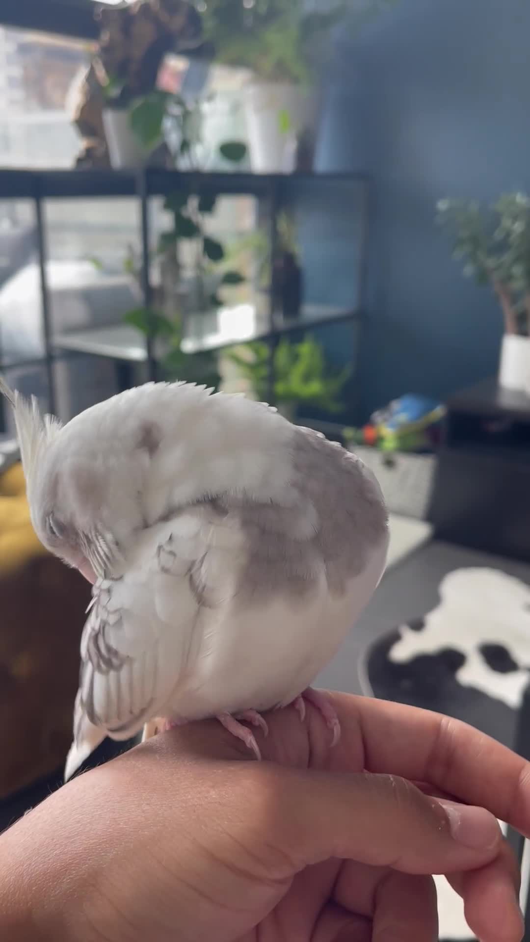 Cockatiels birds for sale: Stunning show worthy cockatiel for sale - Video 1