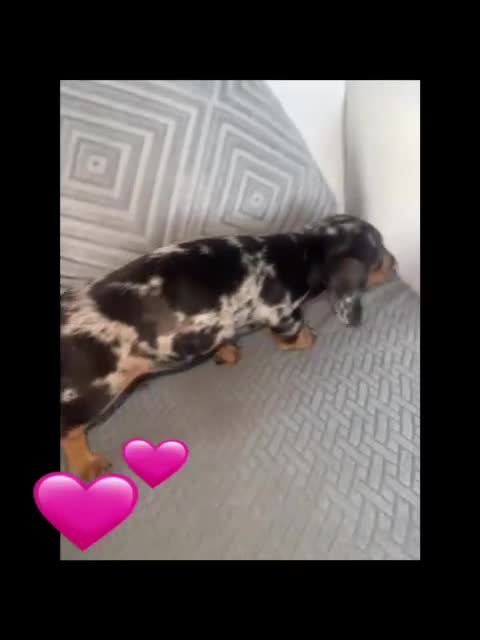 Miniature Dachshund dogs for sale: Miniature dachshund puppies - Video 4