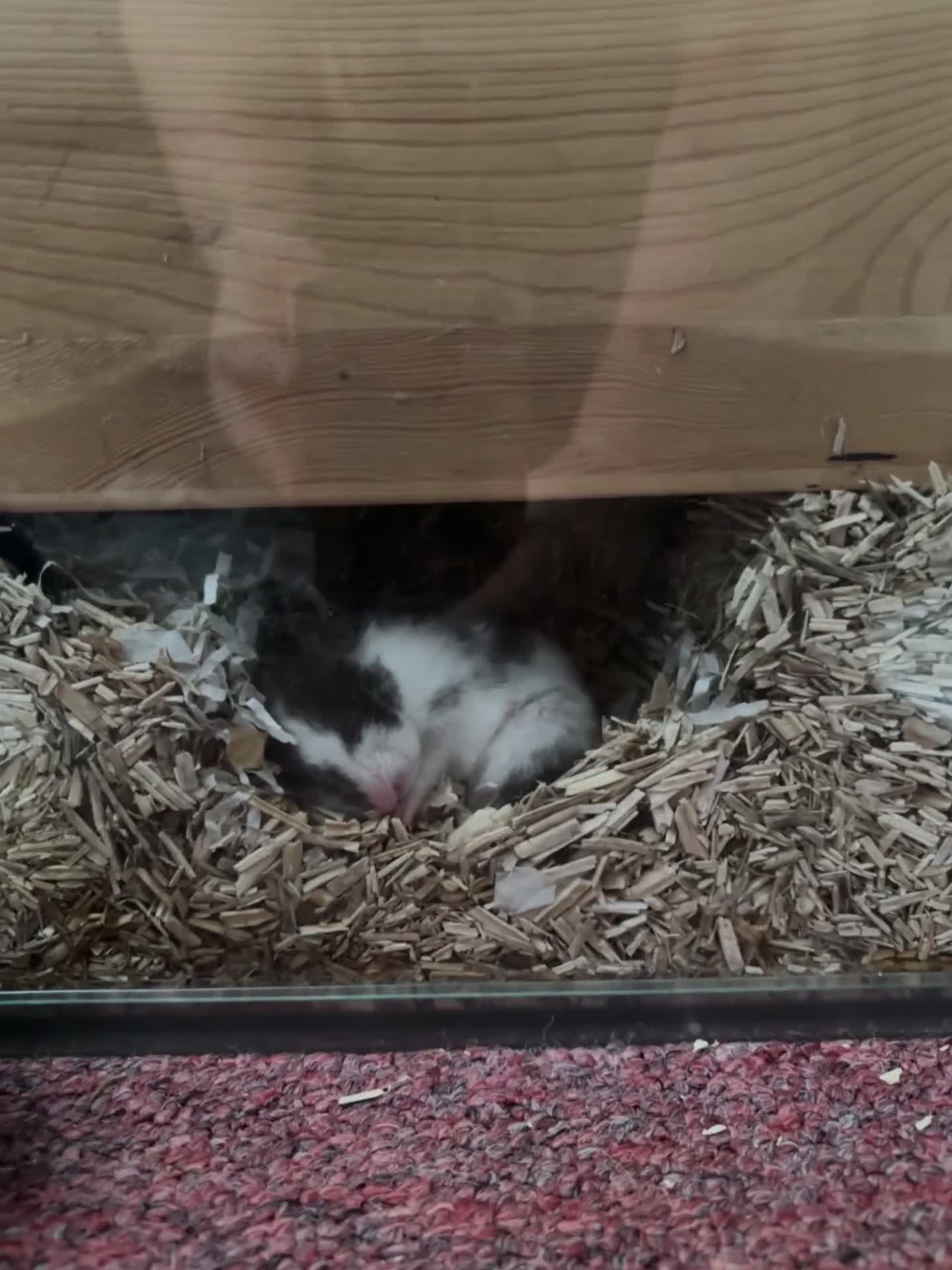 Hamster rodents for sale: Putting out feelers for Willow - Video 1