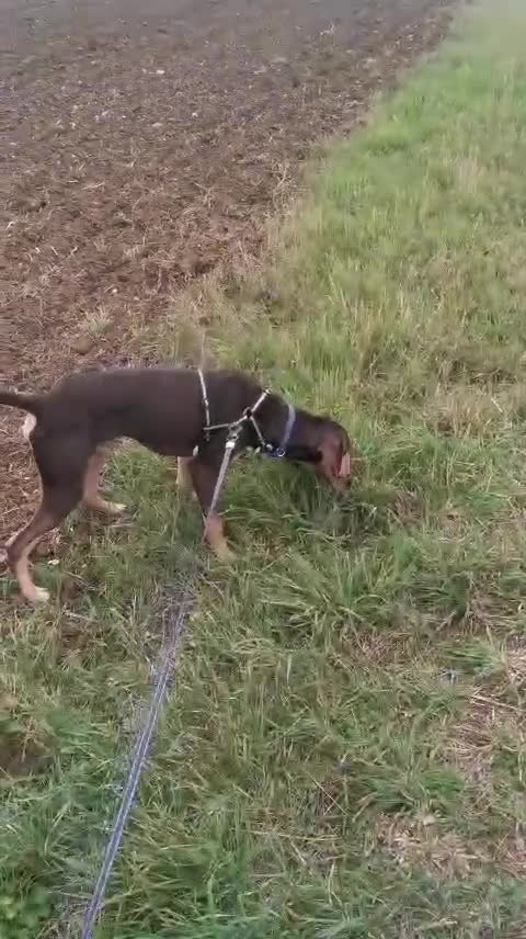 Mixed Breed dogs for adoption: Todd- chocolate pudding - Video 2
