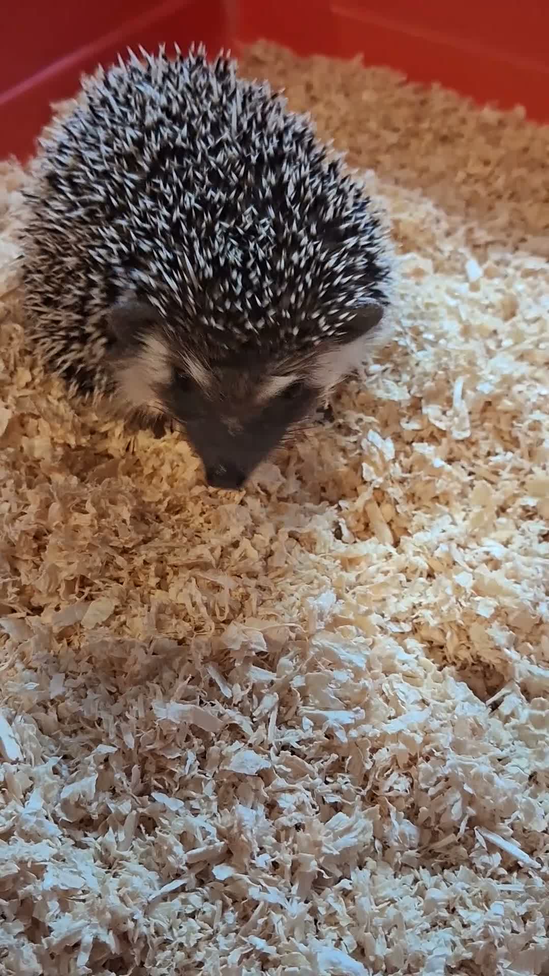 Pygmy Hedgehog rodents for sale: 2 male african pigmy hedgehogs  - Video 2