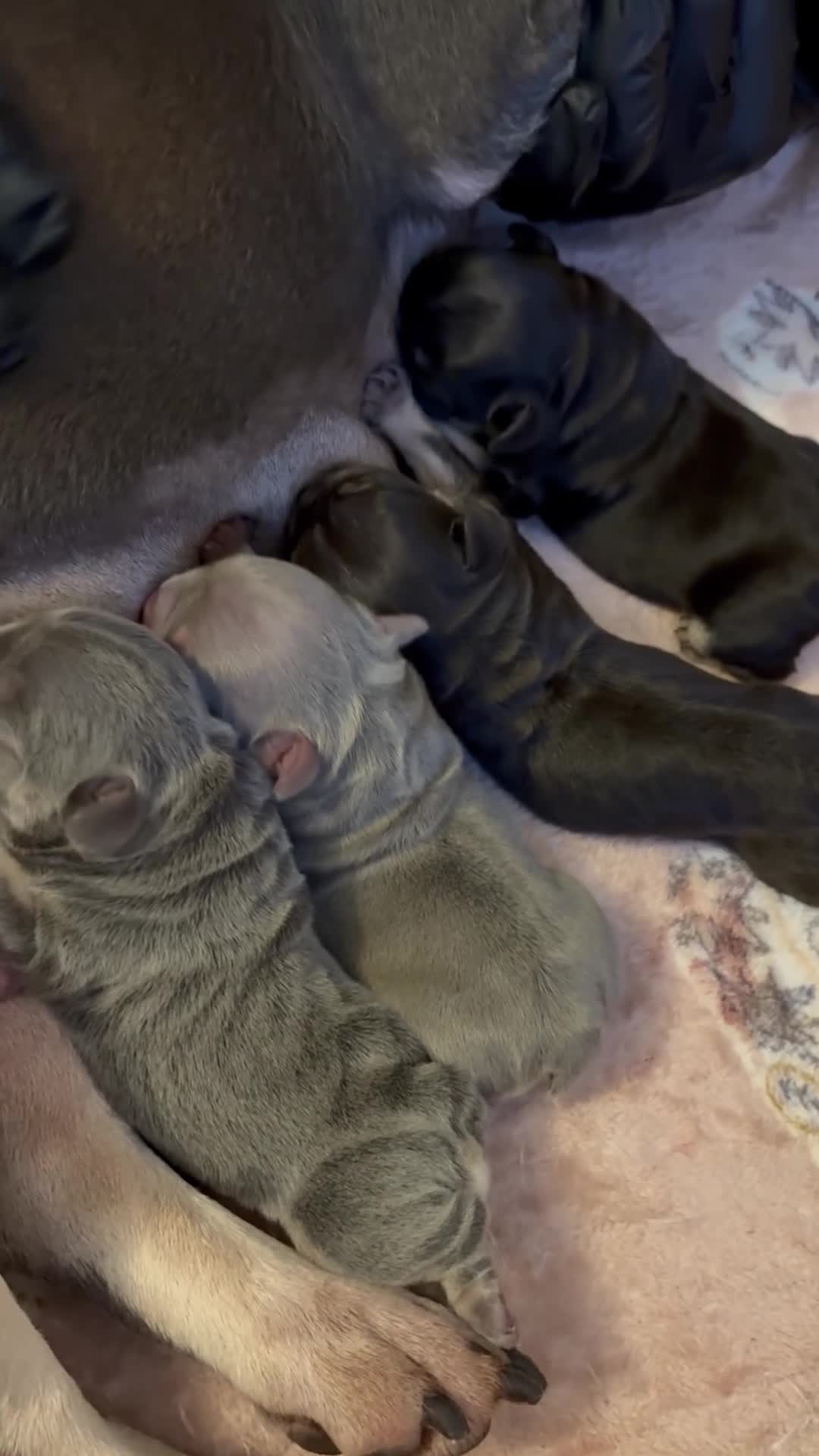 French Bulldog dogs for sale: Beautiful litter of French bulldog pups DWKC  - Video 1
